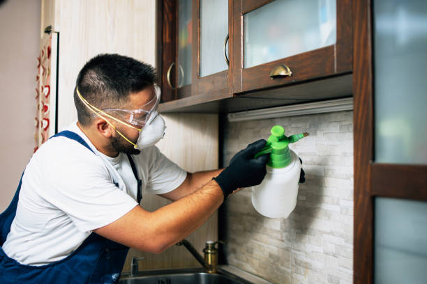 Best Wasp Removal Services  in St John, IN