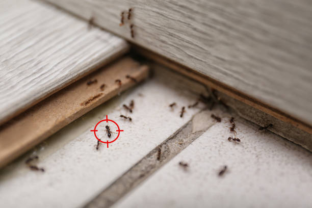 Best Pest Removal Services  in St John, IN