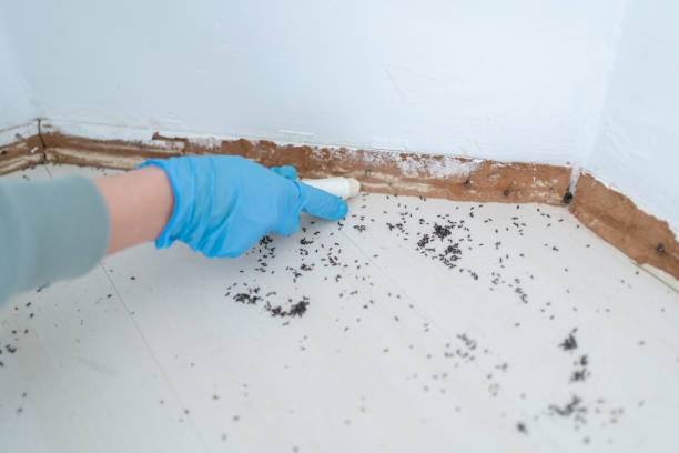 Flea Control Services in St John, IN